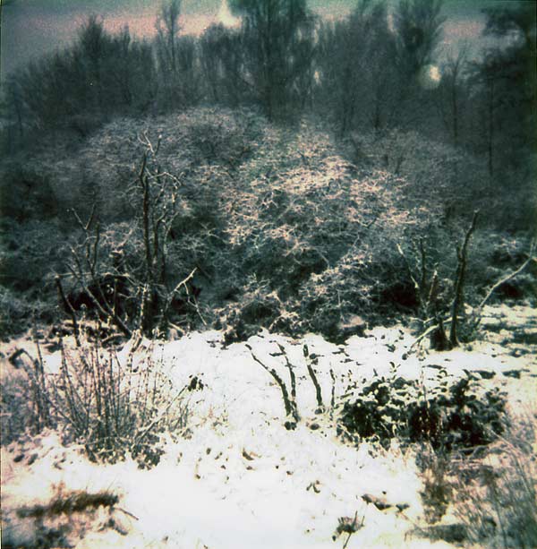 Le marais des Illusions, les arbres squelettes de Lipsheim sous la neige