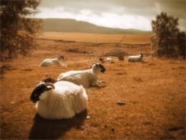 06-highlands-moutons